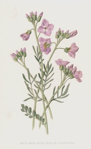 Ladys Smock、Bitter Cress、またはCuckooflower（chromolitho）