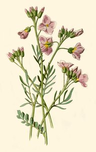 Ladys Smock、BittercressまたはCuckoo Flower、1877年。