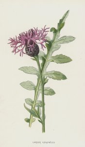 大きいナップウィード（クロモリト） 作： Frederick Edward Hulme