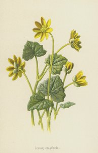 レッサーセランディン（クロモリト） 作： Frederick Edward Hulme