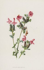 レッサーレッドラトル（クロモリソ） 作： Frederick Edward Hulme