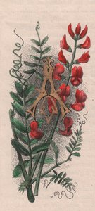 Letter A, drop cap letter, 水彩画エングレーヴィング、10x5cm、Frederick Edward Hulme（1841-1909）作、『The familiar Garden Flower』より、1880年頃。 作： Frederick Edward Hulme