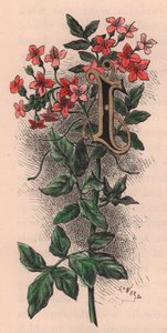 Letter I, drop cap letter, 水彩画エングレーヴィング、10x5cm、Frederick Edward Hulme (1841-1909) による、『The familiar Garden Flower』より、1880年頃。 作： Frederick Edward Hulme