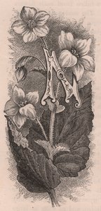 レターN、ドロップキャップレター、エングレーヴィング、cm10x5、Frederick Edward Hulme（1841-1909）作、『The familiar Garden Flower』より、1880年頃。 作： Frederick Edward Hulme