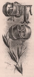 レターT、ドロップキャップレター、エングレーヴィング、10x5cm、Frederick Edward Hulme (1841-1909) による、『The familiar Garden Flower』より、1880年頃。 作： Frederick Edward Hulme