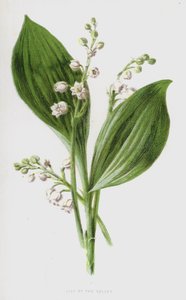 スズラン（chromolitho） 作： Frederick Edward Hulme