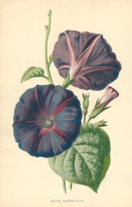 主要なヒルガオ 作： Frederick Edward Hulme