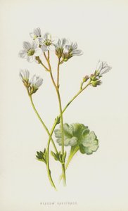 草原のサキシフラゲ（クロモリト） 作： Frederick Edward Hulme