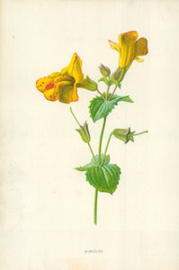 ミムラス 作： Frederick Edward Hulme