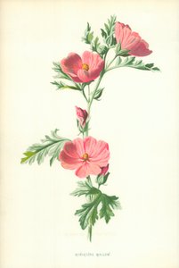 ミニチュアマロー 作： Frederick Edward Hulme