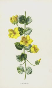 Moneywort（クロモリト） 作： Frederick Edward Hulme