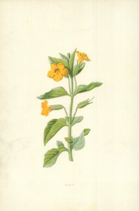 ムスク 作： Frederick Edward Hulme