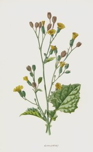 ニップルワート（クロモリト） 作： Frederick Edward Hulme
