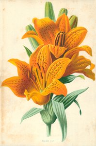オレンジリリー 作： Frederick Edward Hulme