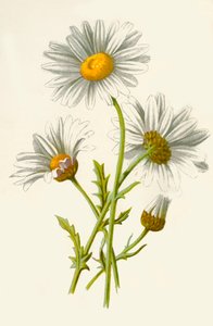 オックスアイデイジー、1877年。 作： Frederick Edward Hulme