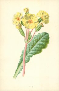 オクスリップ 作： Frederick Edward Hulme