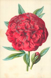 牡丹 作： Frederick Edward Hulme