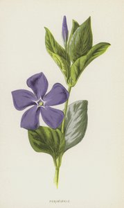 ツルニチニチソウ（chromolitho） 作： Frederick Edward Hulme