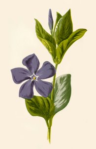 ペリウィンクル、1877年。 作： Frederick Edward Hulme