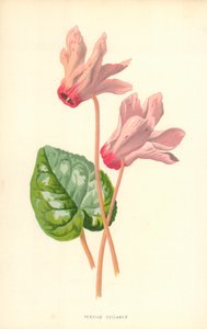 ペルシャのシクラメン 作： Frederick Edward Hulme