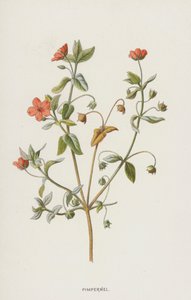 ピンパーネル（クロモリト） 作： Frederick Edward Hulme