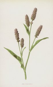 ピンクのペルシカリア（クロモリト） 作： Frederick Edward Hulme