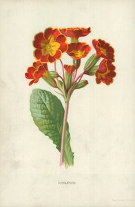 ポリアンサス 作： Frederick Edward Hulme