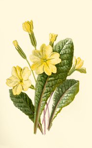 プリムローズ、1877年。 作： Frederick Edward Hulme