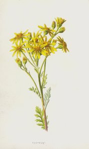 ラグワート（クロモリト） 作： Frederick Edward Hulme