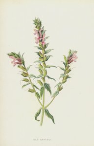 レッドバルシア（クロモリト） 作： Frederick Edward Hulme