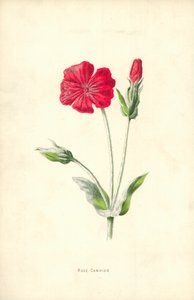 ローズカンピオン 作： Frederick Edward Hulme