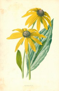 ルドベキア 作： Frederick Edward Hulme