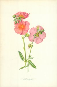 ルディロックローズ 作： Frederick Edward Hulme