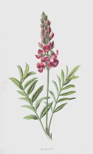 Sainfoin（クロモリト）