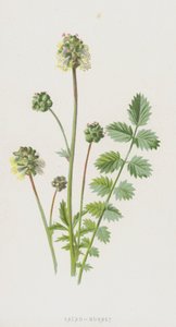 サラダバーネット（クロモリト） 作： Frederick Edward Hulme