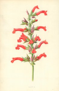 セージ 作： Frederick Edward Hulme