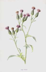 鋸麦汁（クロモリト） 作： Frederick Edward Hulme
