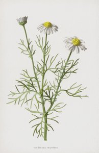 無香メイウィード（クロモリト） 作： Frederick Edward Hulme