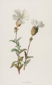 シーカンピオン（クロモリト） 作： Frederick Edward Hulme