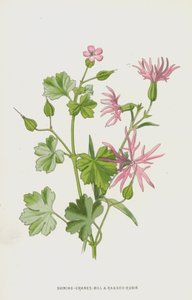 シャイニングクレーンビルとラギッドロビン（クロモリト） 作： Frederick Edward Hulme