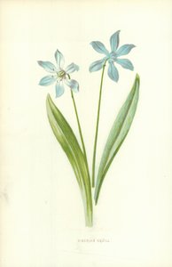 シベリアのスクイル 作： Frederick Edward Hulme