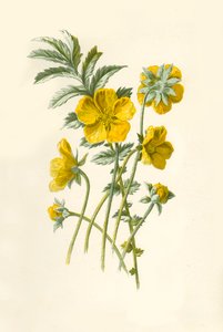 シルバーウィード、1877年。 作： Frederick Edward Hulme