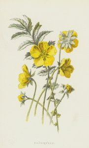 シルバーウィード（クロモリト） 作： Frederick Edward Hulme