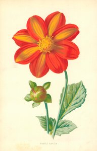 シングルダリア 作： Frederick Edward Hulme