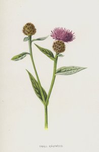 小さなカブトムシ（クロモリト） 作： Frederick Edward Hulme