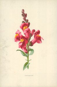 Snapdragon 作： Frederick Edward Hulme