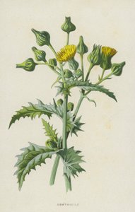 ソウシステル（クロモリト） 作： Frederick Edward Hulme