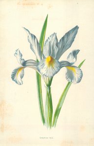 スペイン語アイリス 作： Frederick Edward Hulme