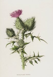 槍羽アザミ（クロモリト） 作： Frederick Edward Hulme