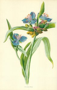 クモの麦汁 作： Frederick Edward Hulme